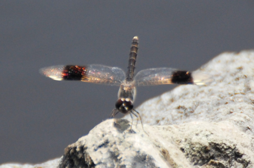 Libellula 2- Etiopia:   Brachythemis cfr. impartita